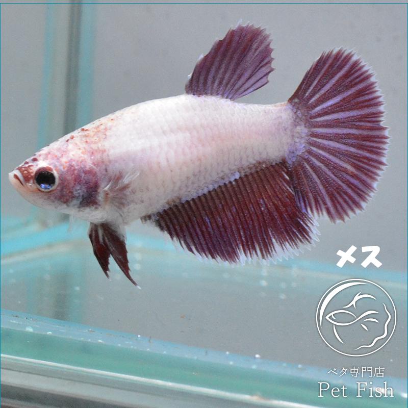 ベタ 熱帯魚 生体 ラベンダーピンク メス 繁殖 Pefaaba380 ベタ専門店 ペットフィッシュ 通販 Yahoo ショッピング