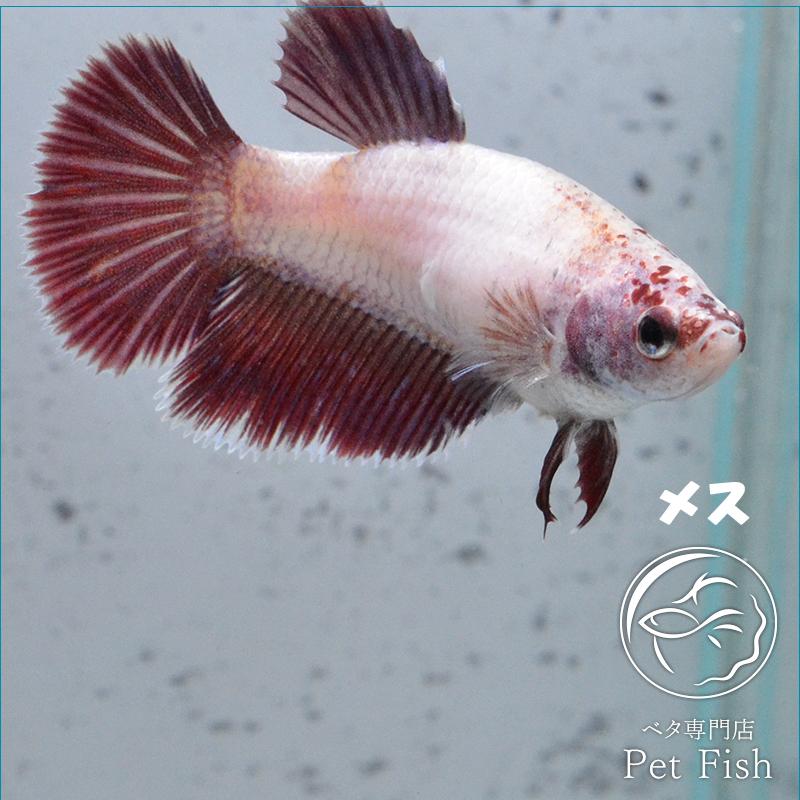 ベタ 熱帯魚 生体 ラベンダーピンク メス 繁殖 Pefaaba380 ベタ専門店 ペットフィッシュ 通販 Yahoo ショッピング
