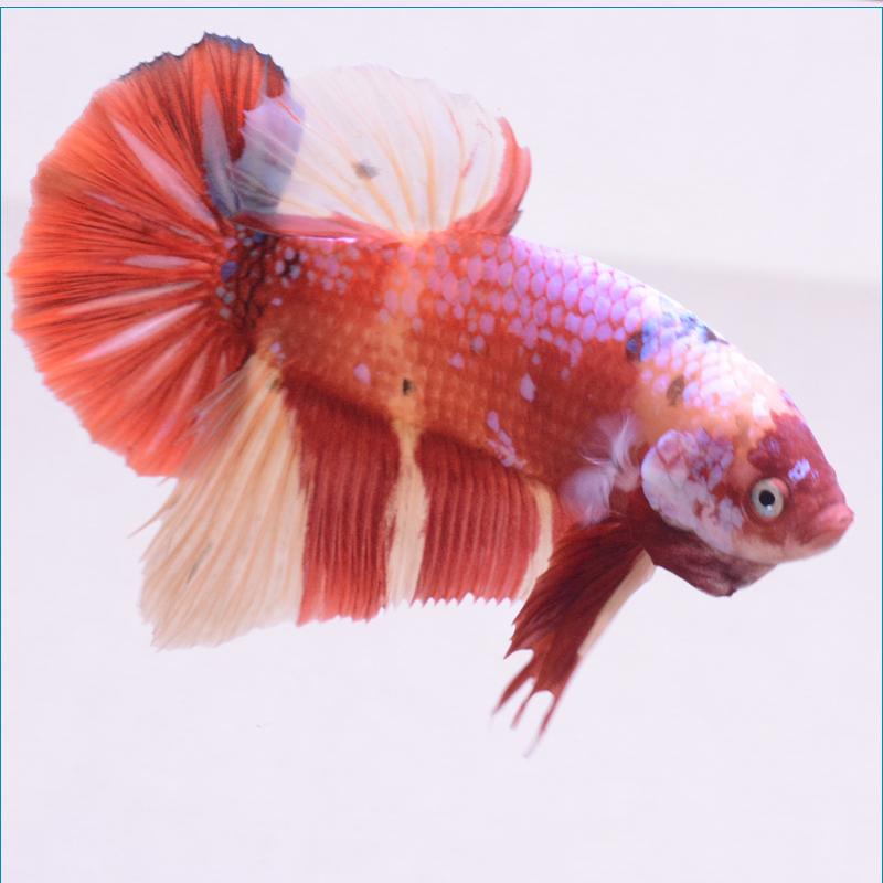 ベタ 熱帯魚 生体 プラカット ジャイアント キャンディニモ オス レッド系｜petfish｜02