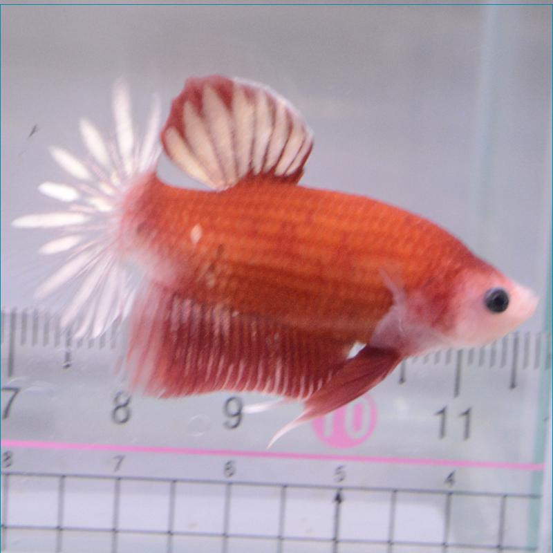 ベタ 熱帯魚 生体 プラカット ファンシー オス レッド系｜petfish｜02