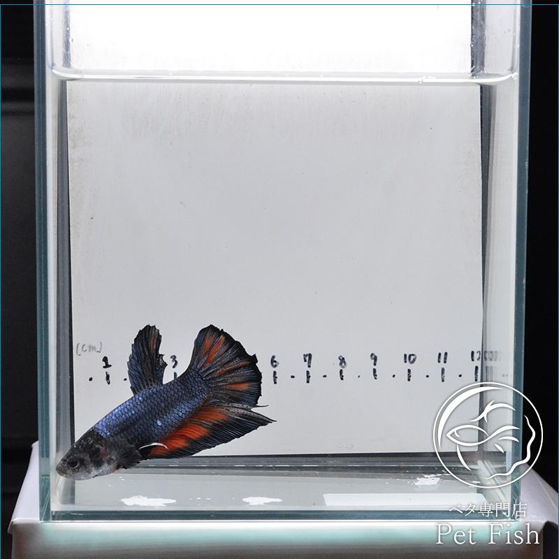 時間指定不可 ベタ 熱帯魚 生体 プラカット ジャイアント Hmpkブラックニモ オス Aynaelda Com