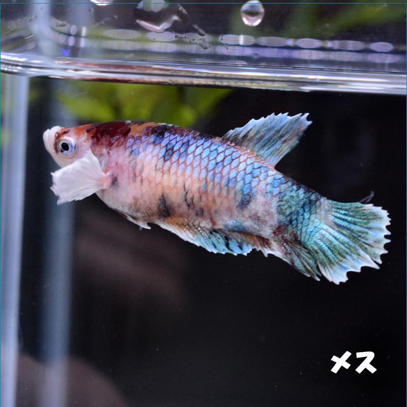 在庫限り ベタ 熱帯魚 生体 プラカット ファンシーカッパースタービックテール オス 国産 Farmaequiposgeko Cl