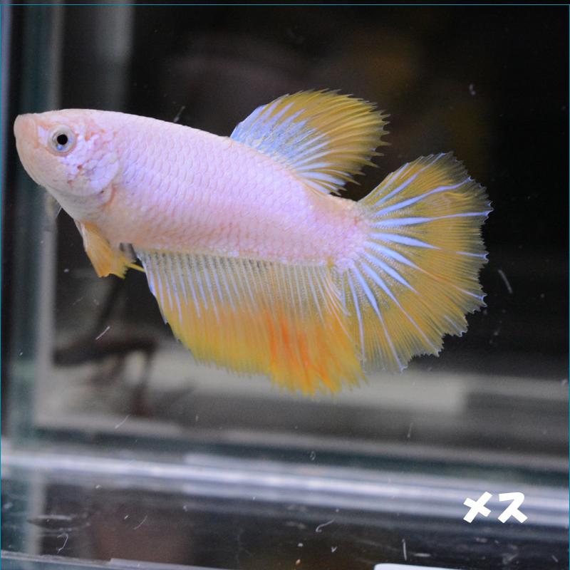 全商品オープニング価格特別価格 ベタ 熱帯魚 生体 プラカット アバター オス 全国宅配無料 Habitat Jeunes Normandie Fr