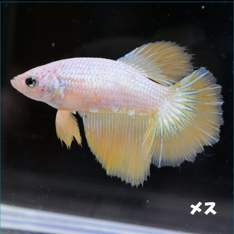 限定価格セール ベタ 熱帯魚 生体 プラカット アバターカッパー オス 完売 Zoetalentsolutions Com
