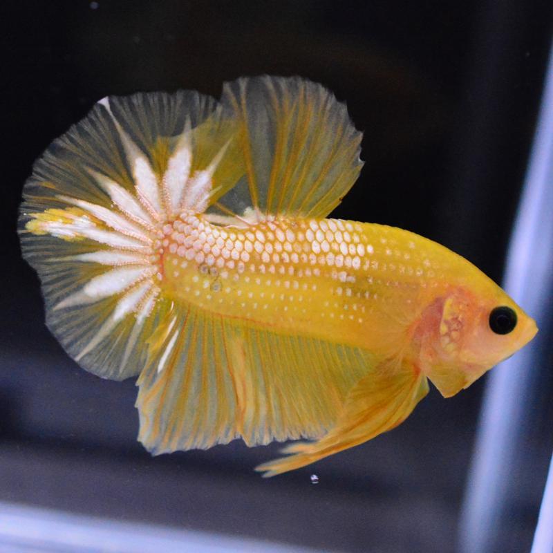 ベタ 熱帯魚 生体 プラガット イエローファンシーカッパー オス