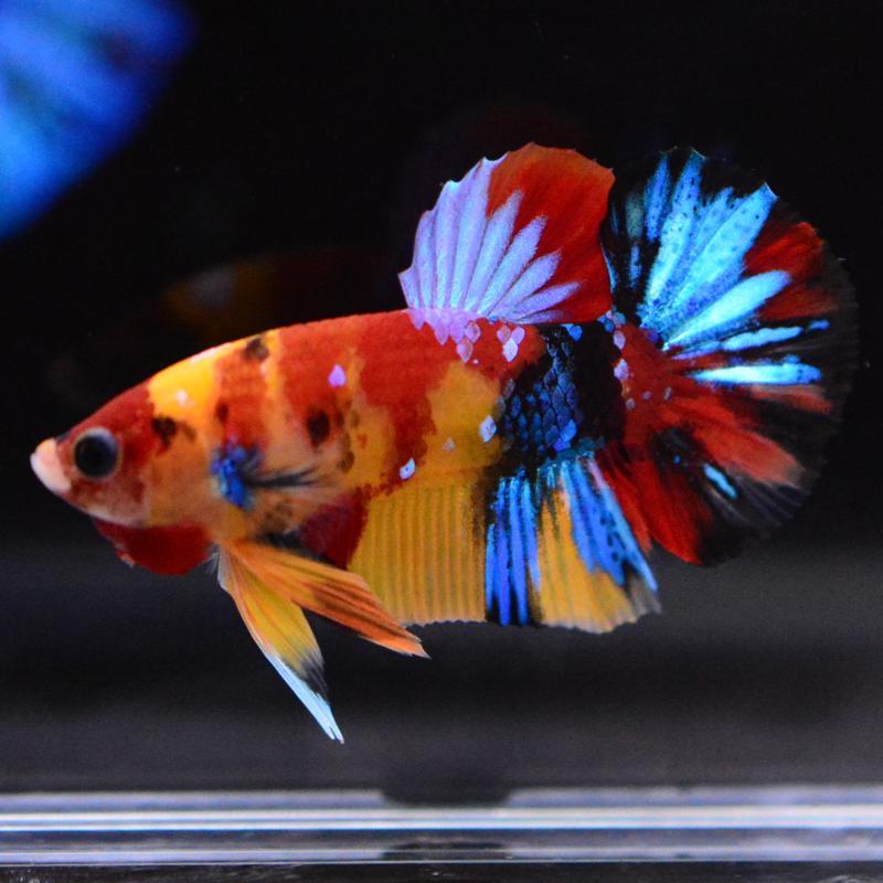 熱帯魚 プラカットベタ オス タイガー 05M0116-001 生体 ベタ 熱帯魚 
