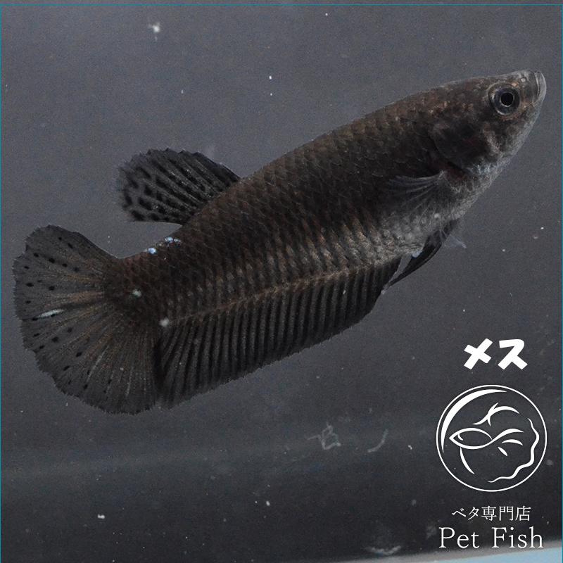 全商品オープニング価格特別価格 ベタ 熱帯魚 生体 プラカット アバターカッパー メス 繁殖 50 Off Cepici Gouv Ci