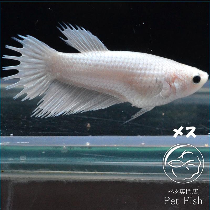 ベタ 熱帯魚 生体 クラウンテール ホワイト メス 繁殖 Pefabaa1 1 ベタ専門店 ペットフィッシュ 通販 Yahoo ショッピング