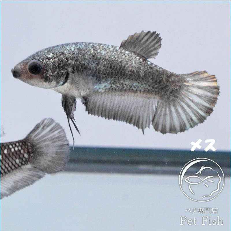 ベタ 熱帯魚 生体 プラカット カッパー メス 繁殖 Pefabaa2215 ベタ専門店 ペットフィッシュ 通販 Yahoo ショッピング