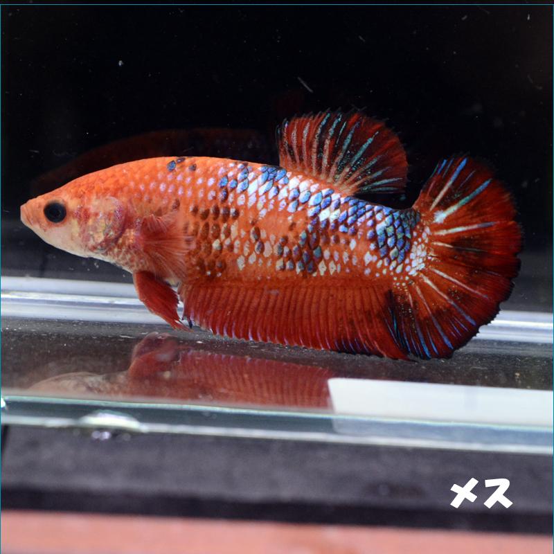 ベタ 熱帯魚 生体 ショーベタ レッドマルチ0234 メス 繁殖 Pefabaa2340 ベタ専門店 ペットフィッシュ 通販 Yahoo ショッピング