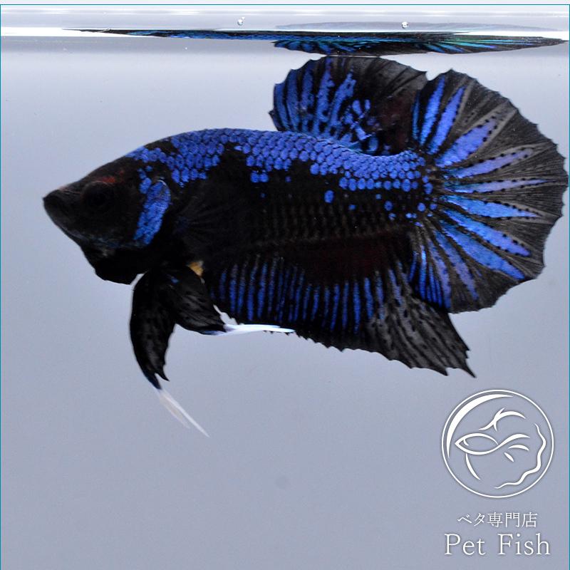 ベタ 熱帯魚 生体 プラカット ブルーブラック オス ブラック系 Pefabaa2790 ベタ専門店 ペットフィッシュ 通販 Yahoo ショッピング