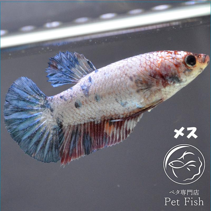 ベタ 熱帯魚 生体 プラカット マーブルキャンディ メス 繁殖 Pefabaa2943 1 ベタ専門店 ペットフィッシュ 通販 Yahoo ショッピング