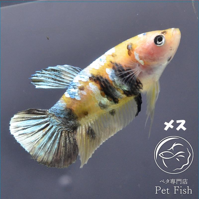 ベタ 熱帯魚 生体 プラカット イエローコイカッパー メス 繁殖
