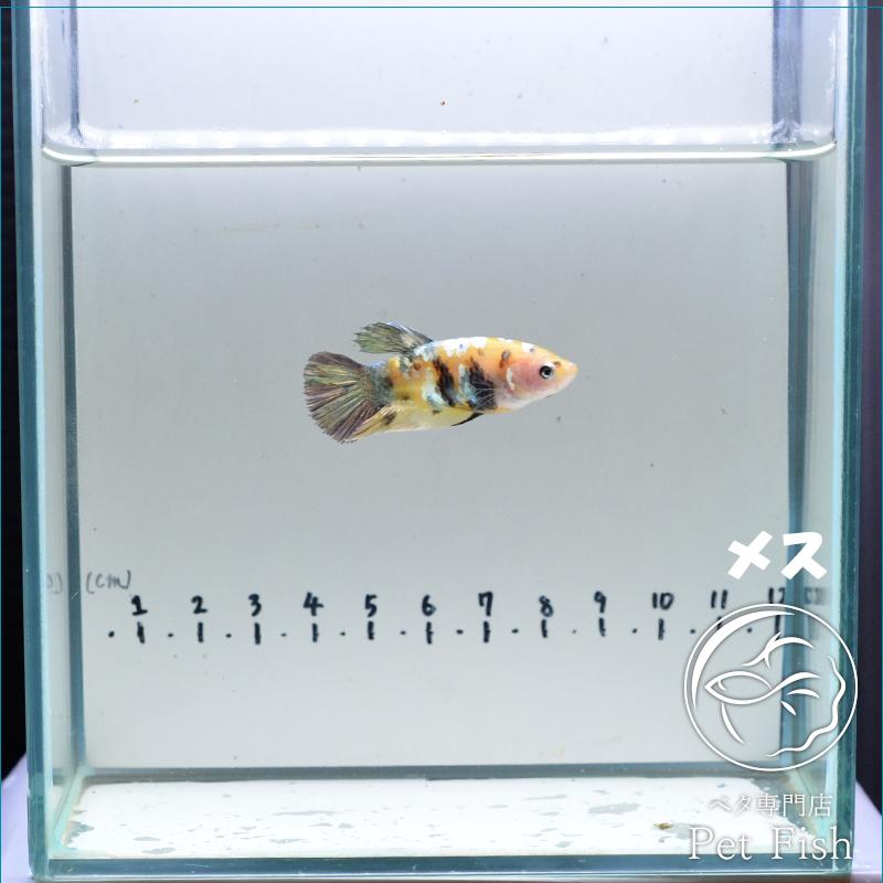 ベタ 熱帯魚 生体 プラカット イエローコイカッパー メス 繁殖