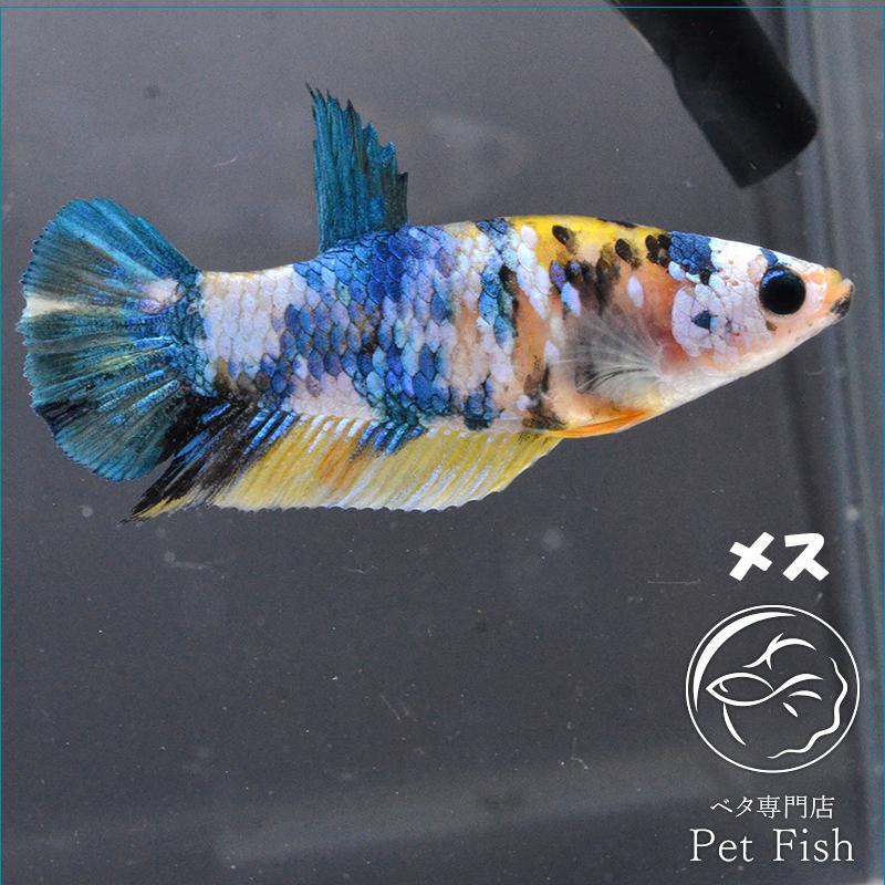 ベタ 熱帯魚 生体 プラカット イエローコイ メス 繁殖 Pefabaa3386 ベタ専門店 ペットフィッシュ 通販 Yahoo ショッピング
