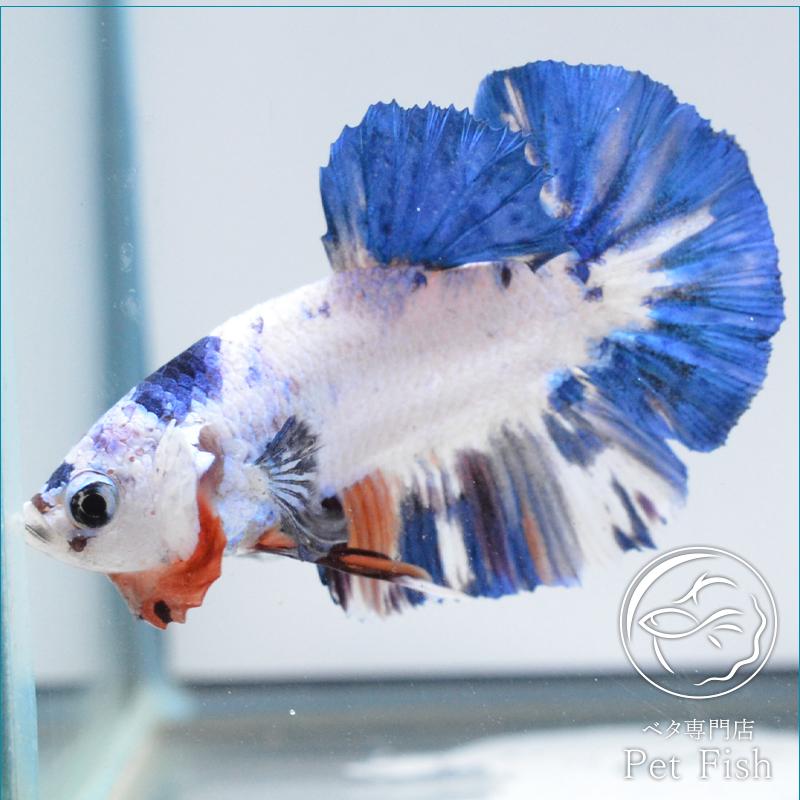 ベタ 熱帯魚 生体 プラカット オス 通販激安 マーブルキャンディ ブルー系