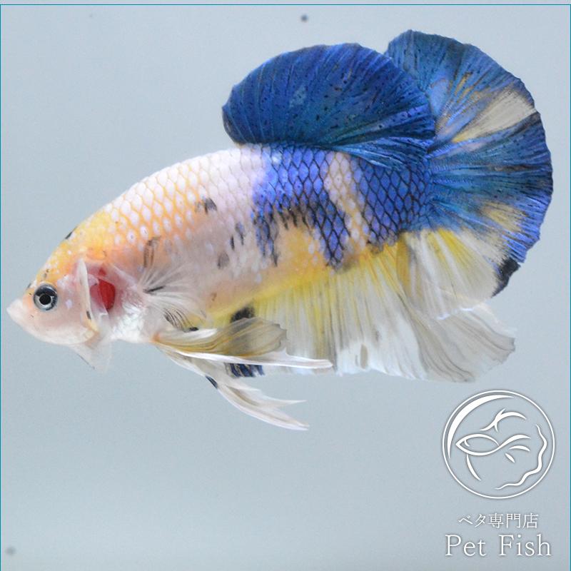 手数料安い ベタ 熱帯魚 生体 プラカット ジャイアント オス 大注目 Studiostodulky Cz