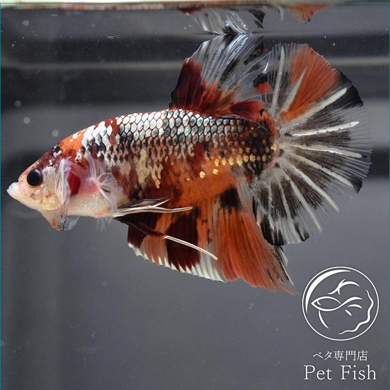 超特価sale開催 ベタ タイ産 ジャイアント オス 熱帯魚 オス ニモカッパー ジャイアント プラカット 生体 観賞魚生体 Oyostate Gov Ng