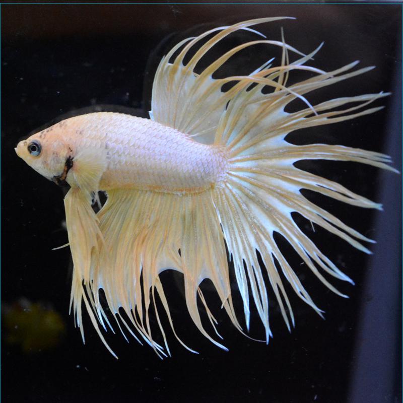 販売実績no 1 ベタ 熱帯魚 生体 クラウンテール イエロー オス 日本メーカー新品