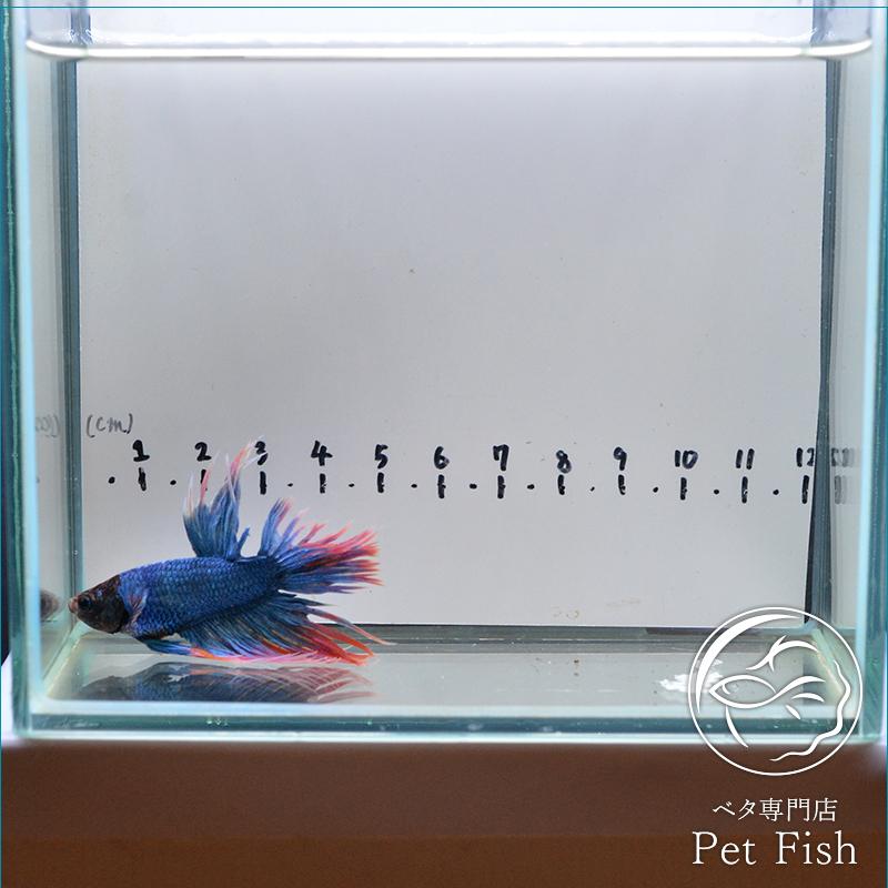 激安通販の ベタ 熱帯魚 生体 クラウンテール オス レッドグリッセル