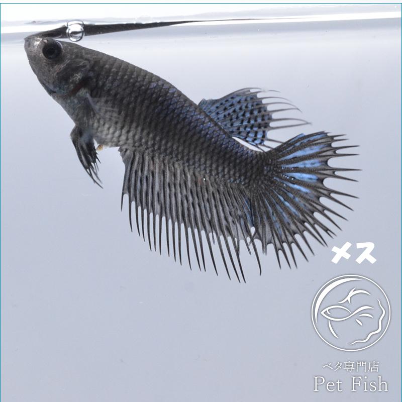 ベタ 熱帯魚 生体 クラウンテール ブラックオーキッド メス Pefacba2416 ベタ専門店 ペットフィッシュ 通販 Yahoo ショッピング