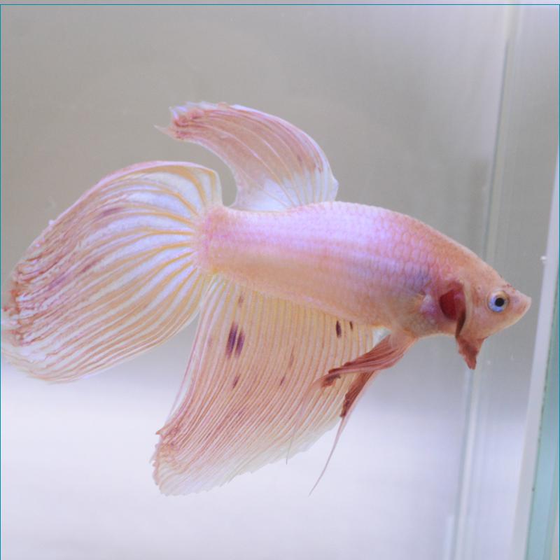 ベタ 熱帯魚 生体 ベールテール ピンク オス レッド系｜petfish｜02