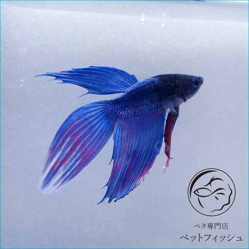 ベタ 熱帯魚 生体 ベールテール ブルー系 オス Pefadaa40 ベタ専門店 ペットフィッシュ 通販 Yahoo ショッピング