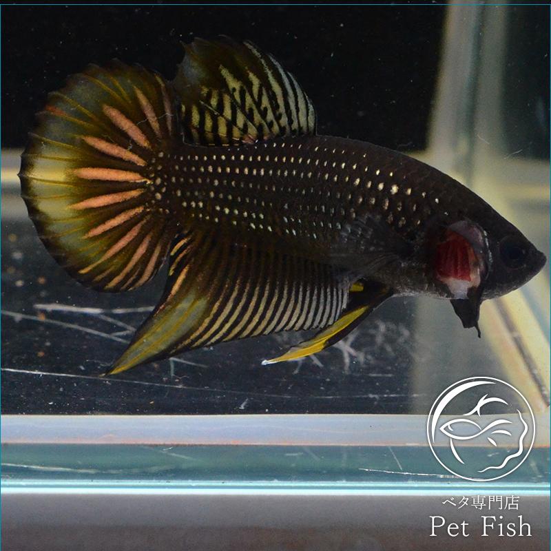 安い ベタ 熱帯魚 生体 ワイルド ブリード インベリス カッパーイエローフィン オス 特売 Esiba Tg