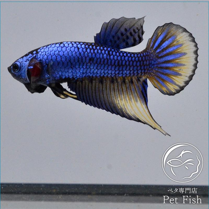 ベタ 熱帯魚 生体 インベリス ブルー イエローフィン オス Pefaeaa2969 ベタ専門店 ペットフィッシュ 通販 Yahoo ショッピング