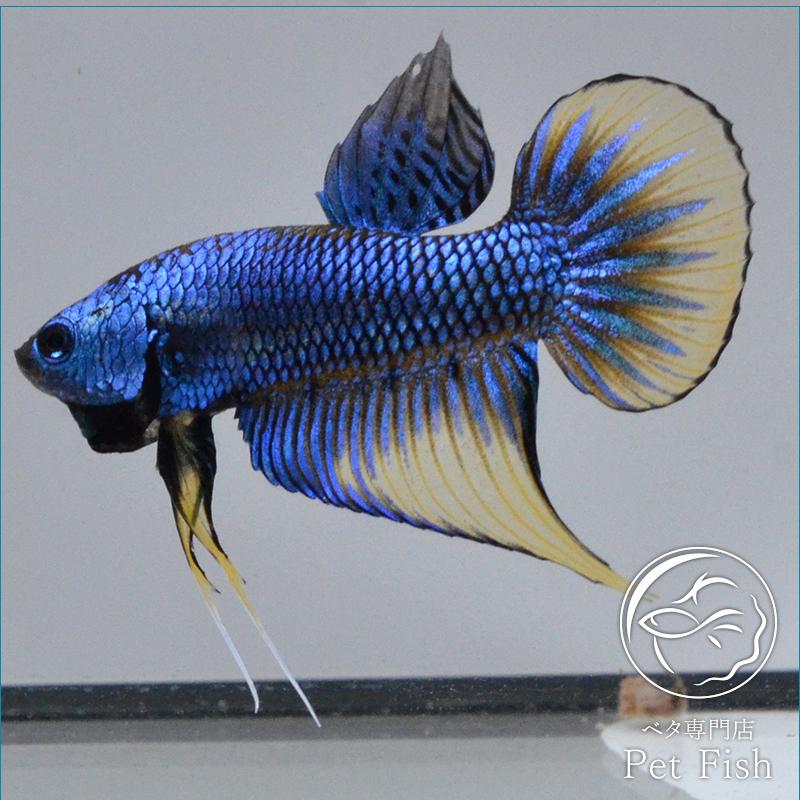 ベタ 熱帯魚 生体 インベリス ブルー イエローフィン オス Pefaeaa2974 ベタ専門店 ペットフィッシュ 通販 Yahoo ショッピング