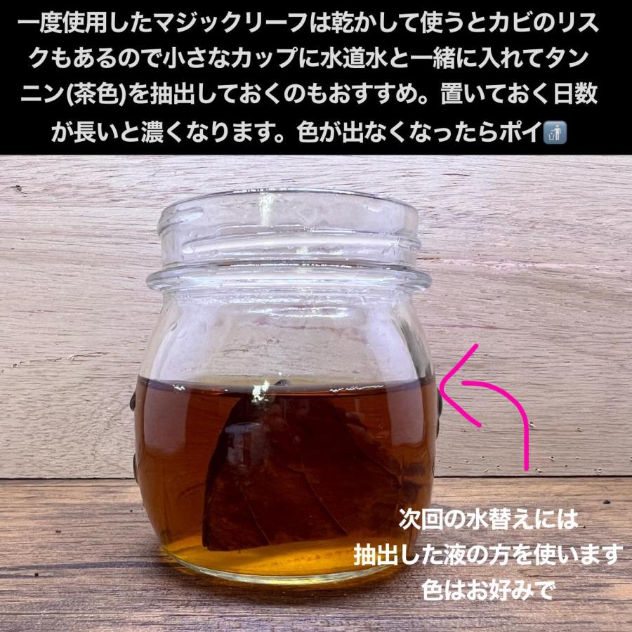 マジックリーフ モモタマナ・リーフ 5枚入り : ベタ専門店