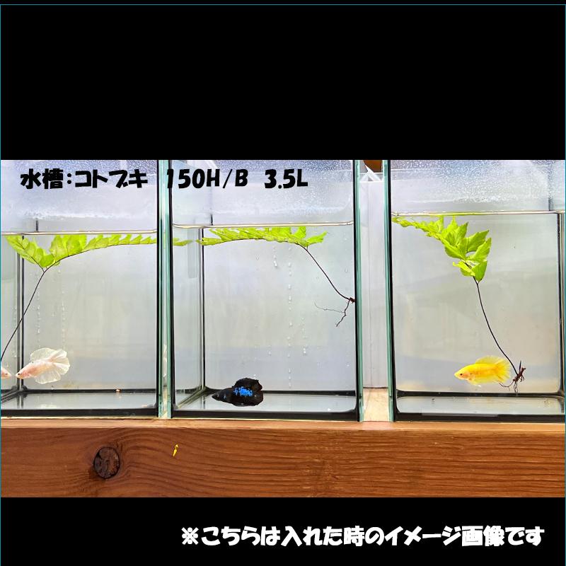 水草 ベタ用シダ 10本セット : ベタ専門店 ペットフィッシュ - 通販