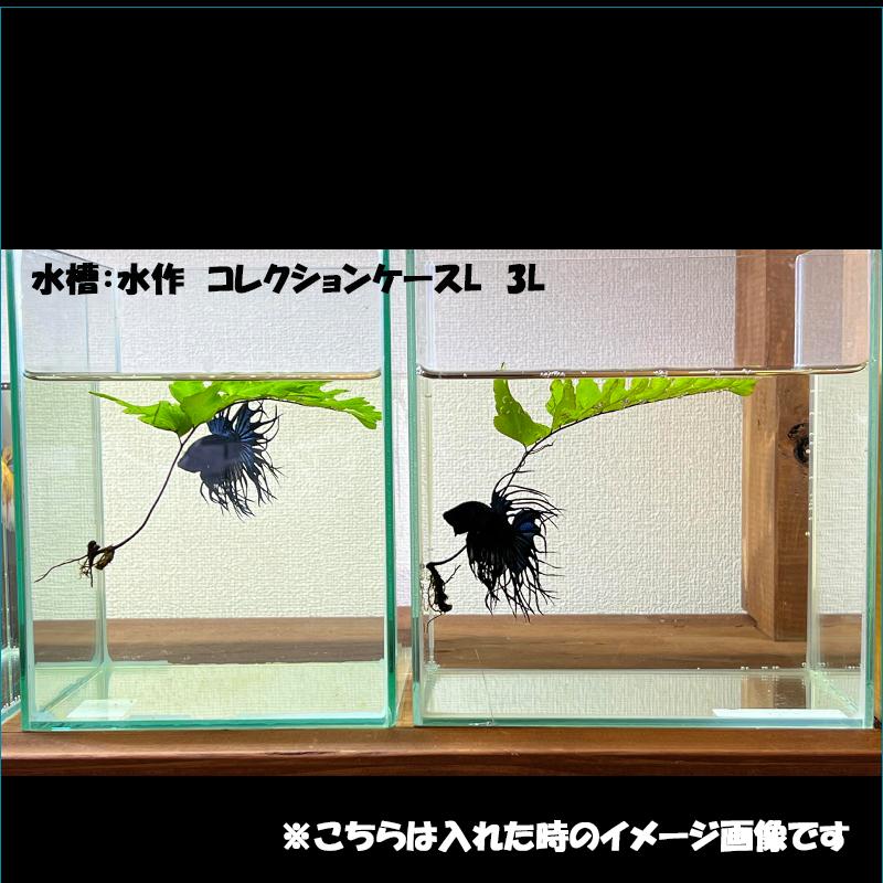 水草 ベタ用シダ 10本セット : ベタ専門店 ペットフィッシュ - 通販
