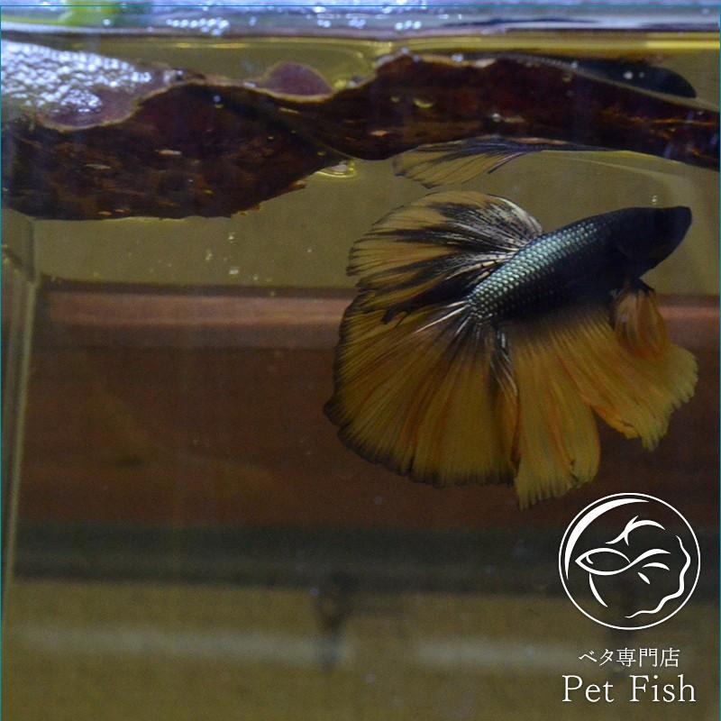 マジックリーフ 大容量300g : ベタ専門店 ペットフィッシュ - 通販