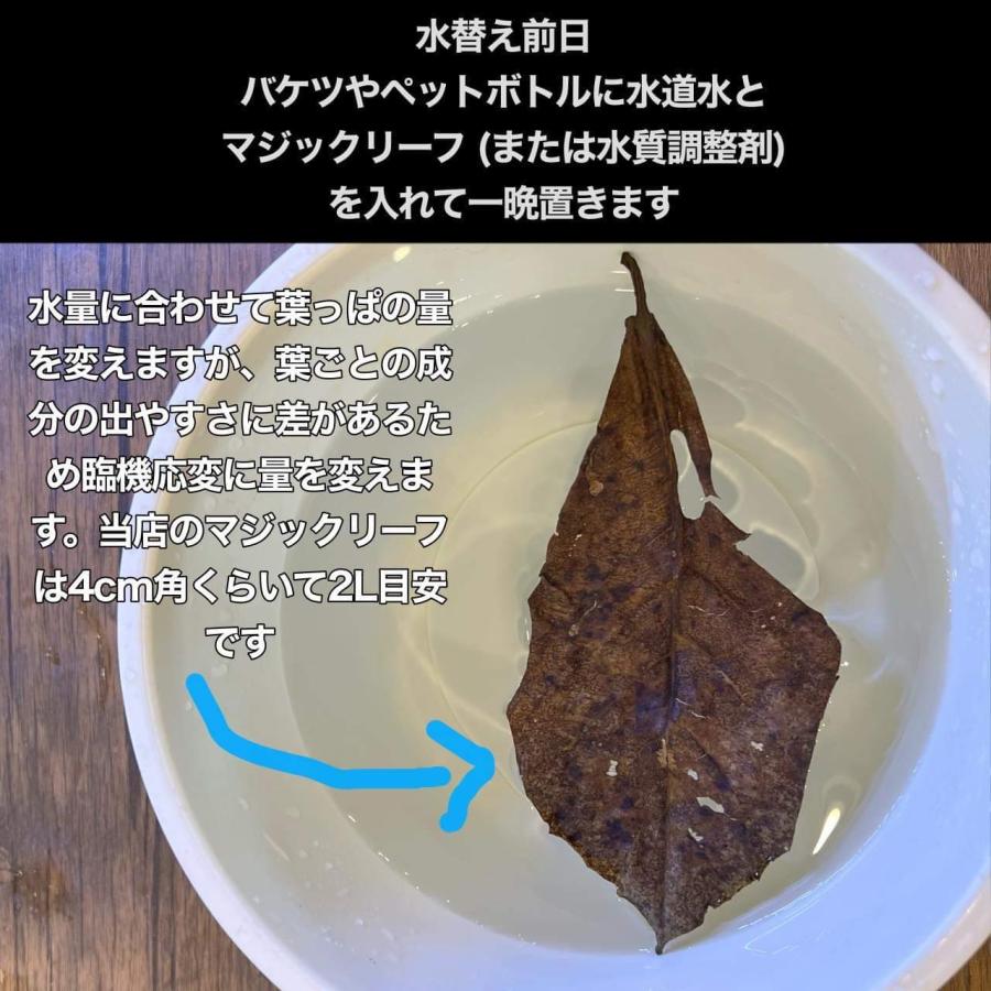 マジックリーフ 大容量300g : ベタ専門店 ペットフィッシュ