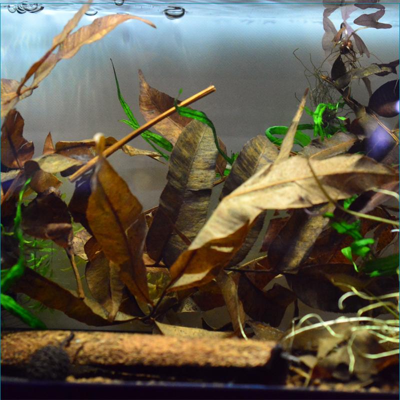 ケラカイの葉　15グラム |  | 02