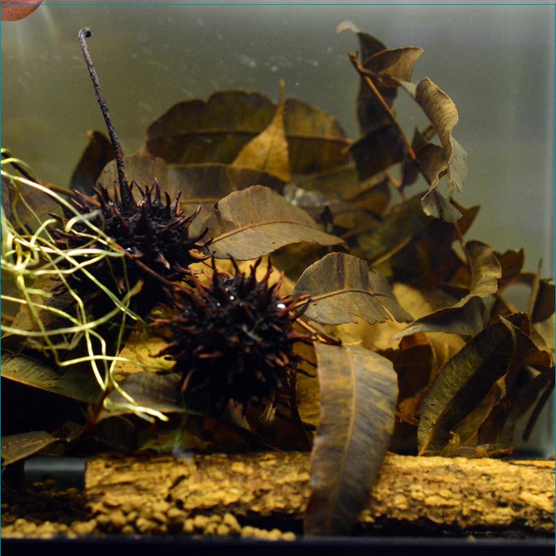 ケラカイの葉　15グラム |  | 03