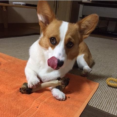 鹿骨ジャーキー 中サイズ１本 犬用 日本製 無添加 鹿の骨 歯みがき 自宅でできる歯石取り 噛むオモチャ 歯石除去のガム代わり しつけの後のご褒美 04 0101 005 鹿ドッグフード専門店momoka 通販 Yahoo ショッピング