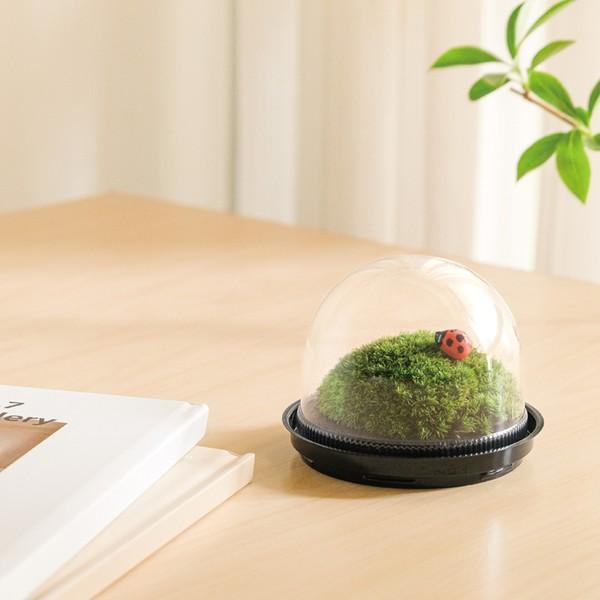 苔テラリウム　No.５２４ 苔むすび – 200cc/500cc《苔テラリウム・コケリウム用》 オリジナル苔用土 苔玉・苔