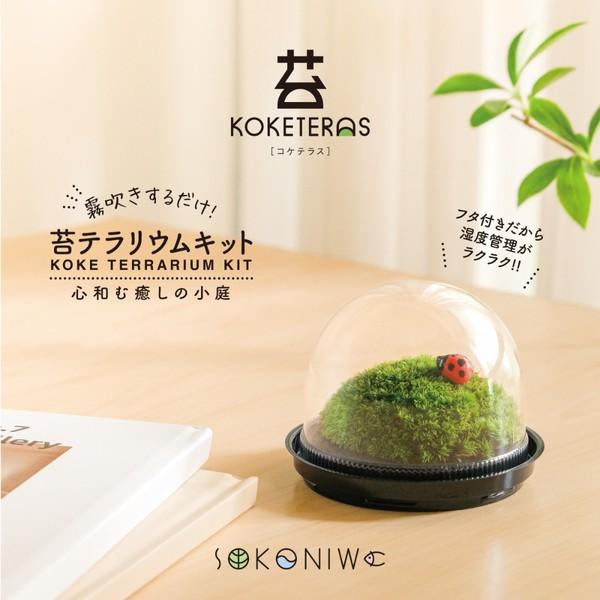 ◇水作 ソコニワ 苔テラリウムキット : ペットフォレストヤフー店