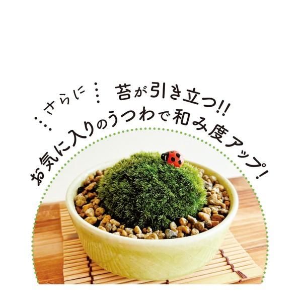 苔テラリウム　コレクション④ 予約販売7月1日以降順次出荷】選べるフィギュア_階段の風景 ボウルL
