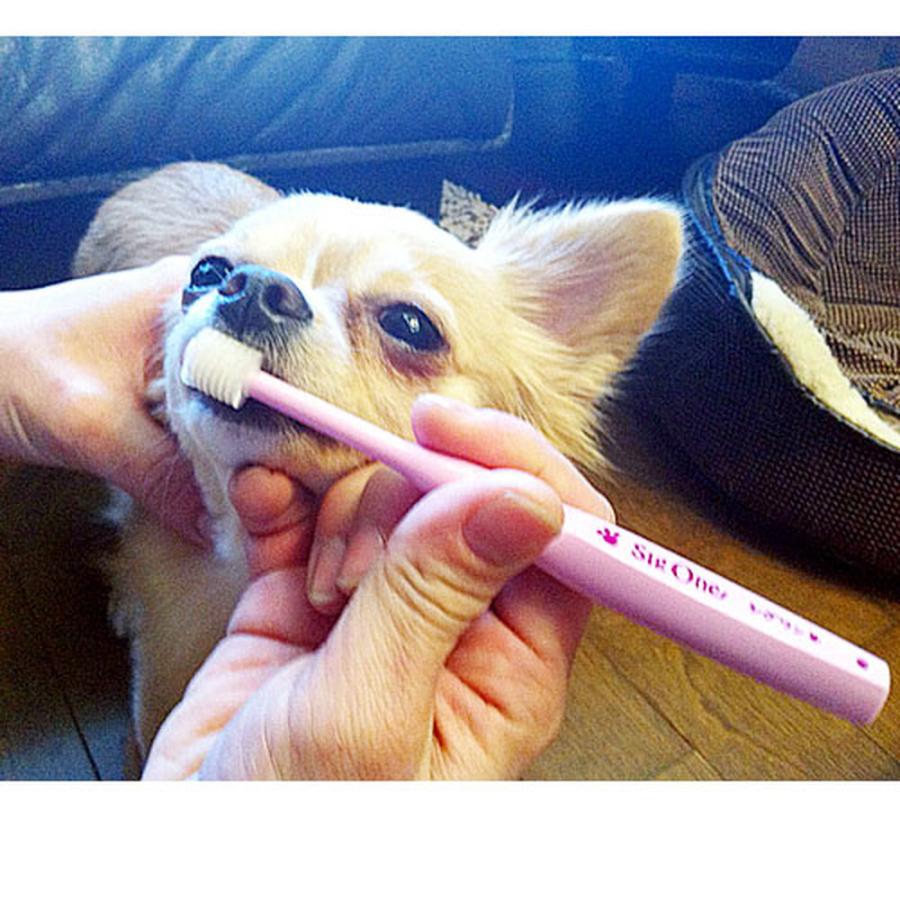 シグワン超小型犬用歯ブラシ : ペットゴー 2号館 ヤフー店 - 通販