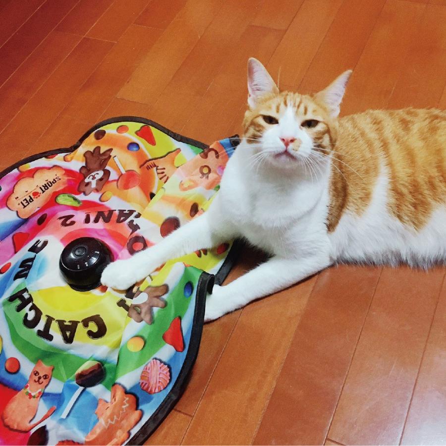 猫壱 キャッチ ミー イフ ユー キャン2 : ペットゴー ヤフー店 - 通販