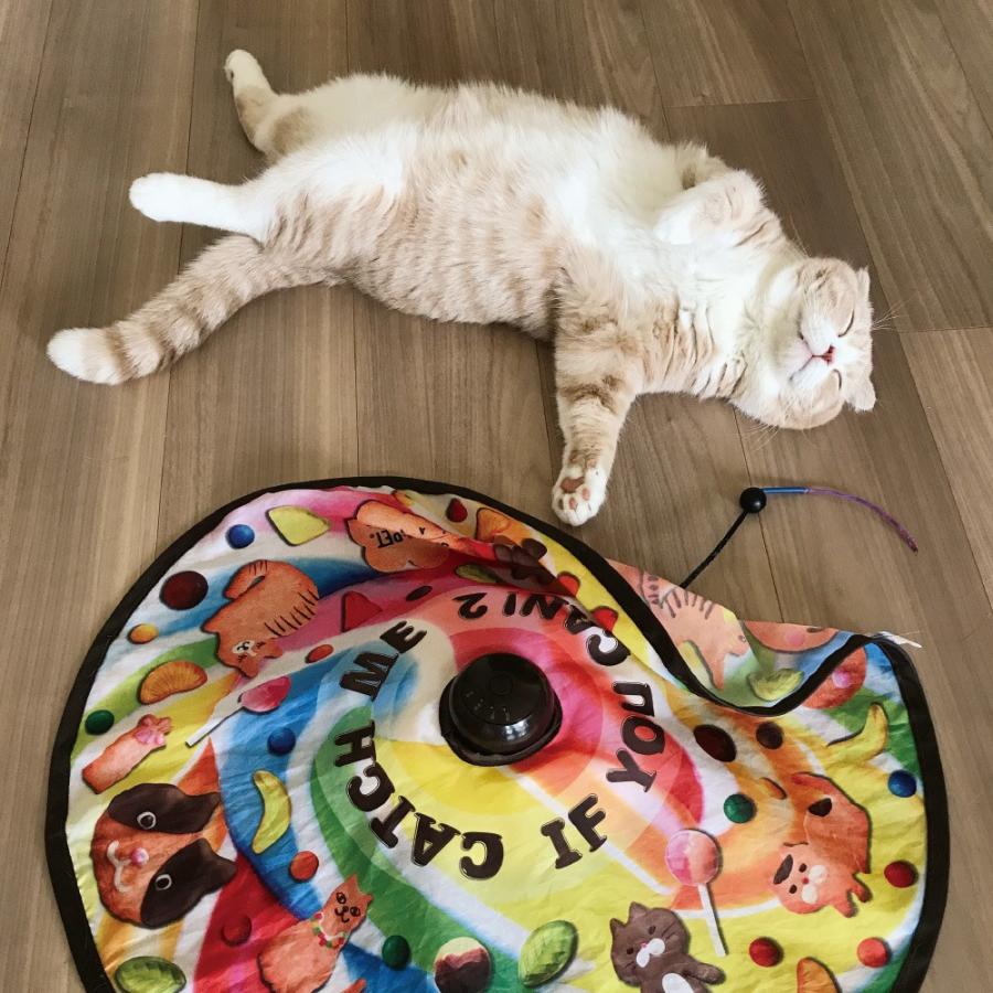 つめとぎボールとキャッチミーイフユーキャン オマケ付き 猫壱 キャッチ ミー イフ ユー キャン2 : ペットゴー ヤフー店 - 通販