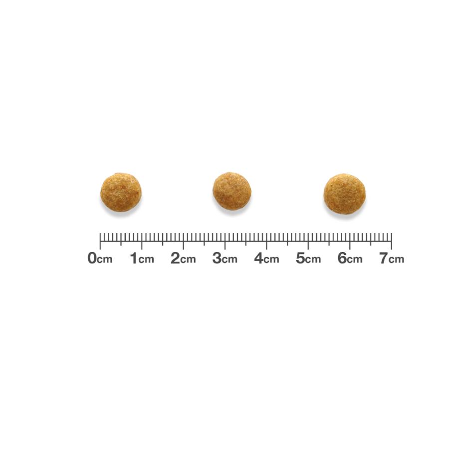ベッツワンベテリナリー 猫用 腎臓ケア フィッシュ 500g×12袋【ケース