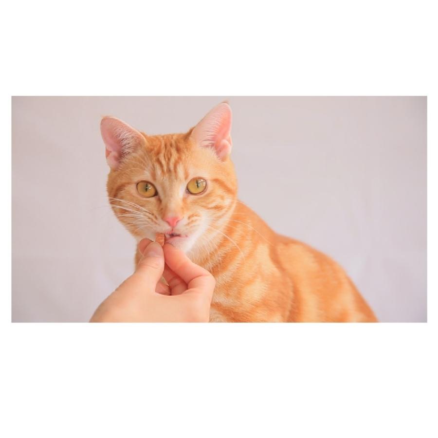 市場 ライオン商事 Petkissオーラルケアにぼし