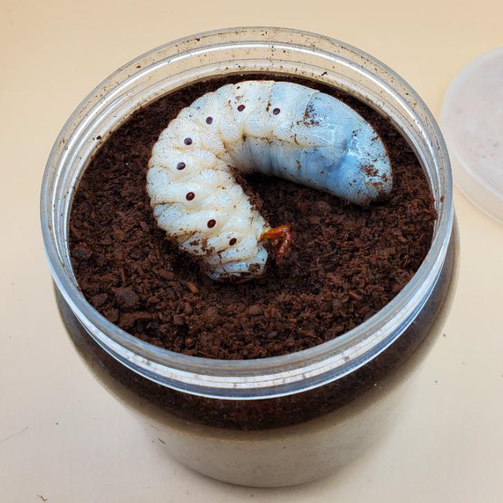 ヘラクレスオオカブト(ヘラクレス ヘラクレス) 幼虫 1匹