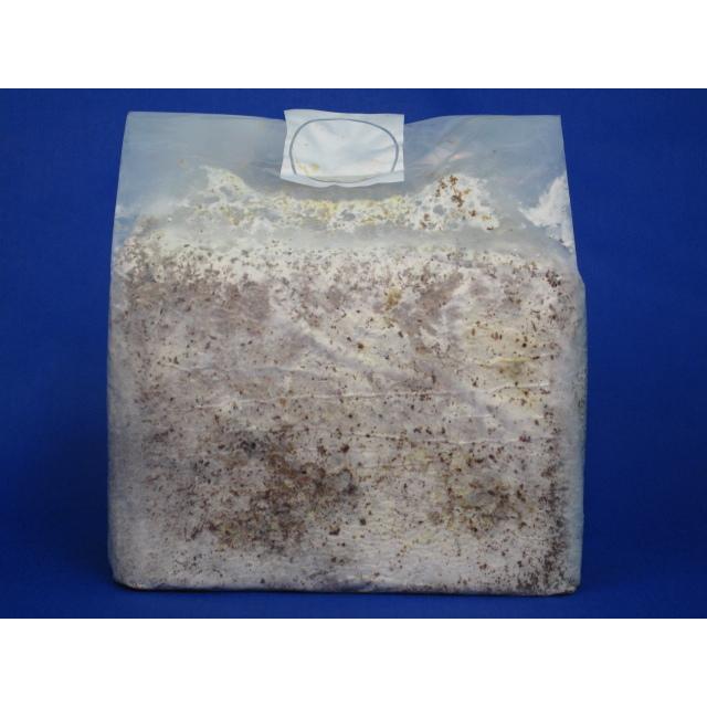 年末特価 カワラ菌糸ブロック 9個セット 【公式通販】