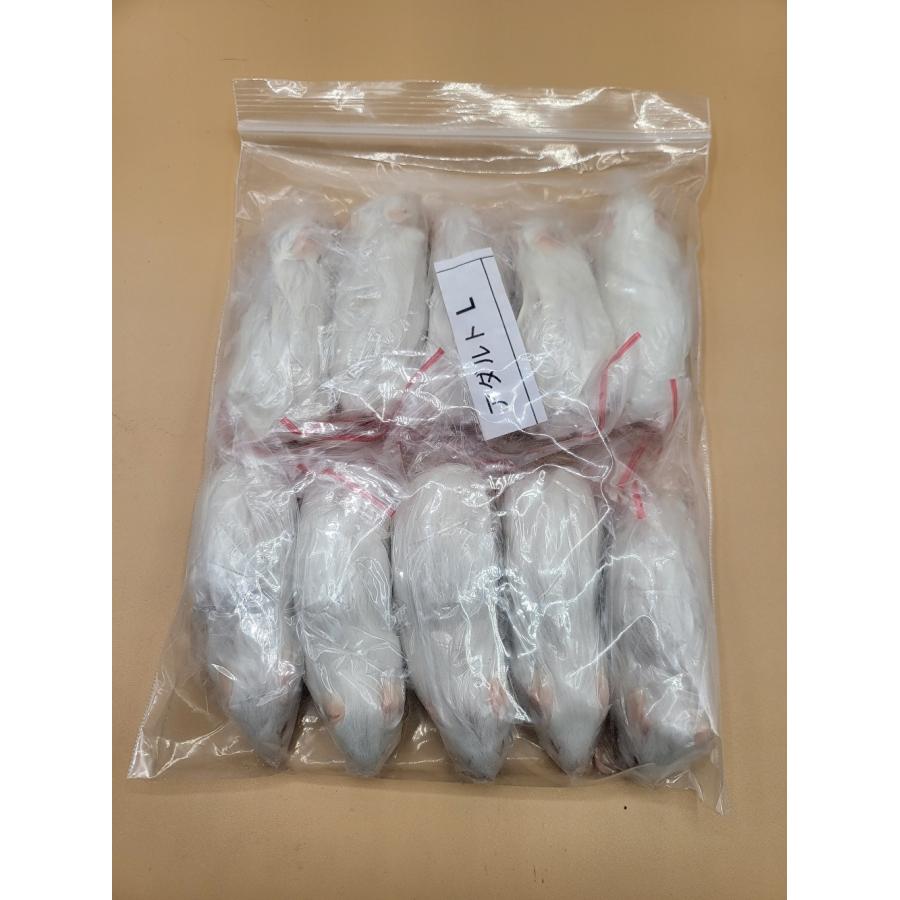 【送料無料】【富城物産・クール便発送】アダルトマウス Lサイズ / 10匹入り（Yahoo!・ペットグッズ りりあ）