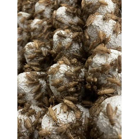 【邑楽ファーム】ヨーロッパイエコオロギ(ワンコインカップ)　MS　9〜11ｍｍ(約250匹入り)　※注意事項(画像)を参照の上ご注文下さい。（Yahoo!・ペットグッズ りりあ）